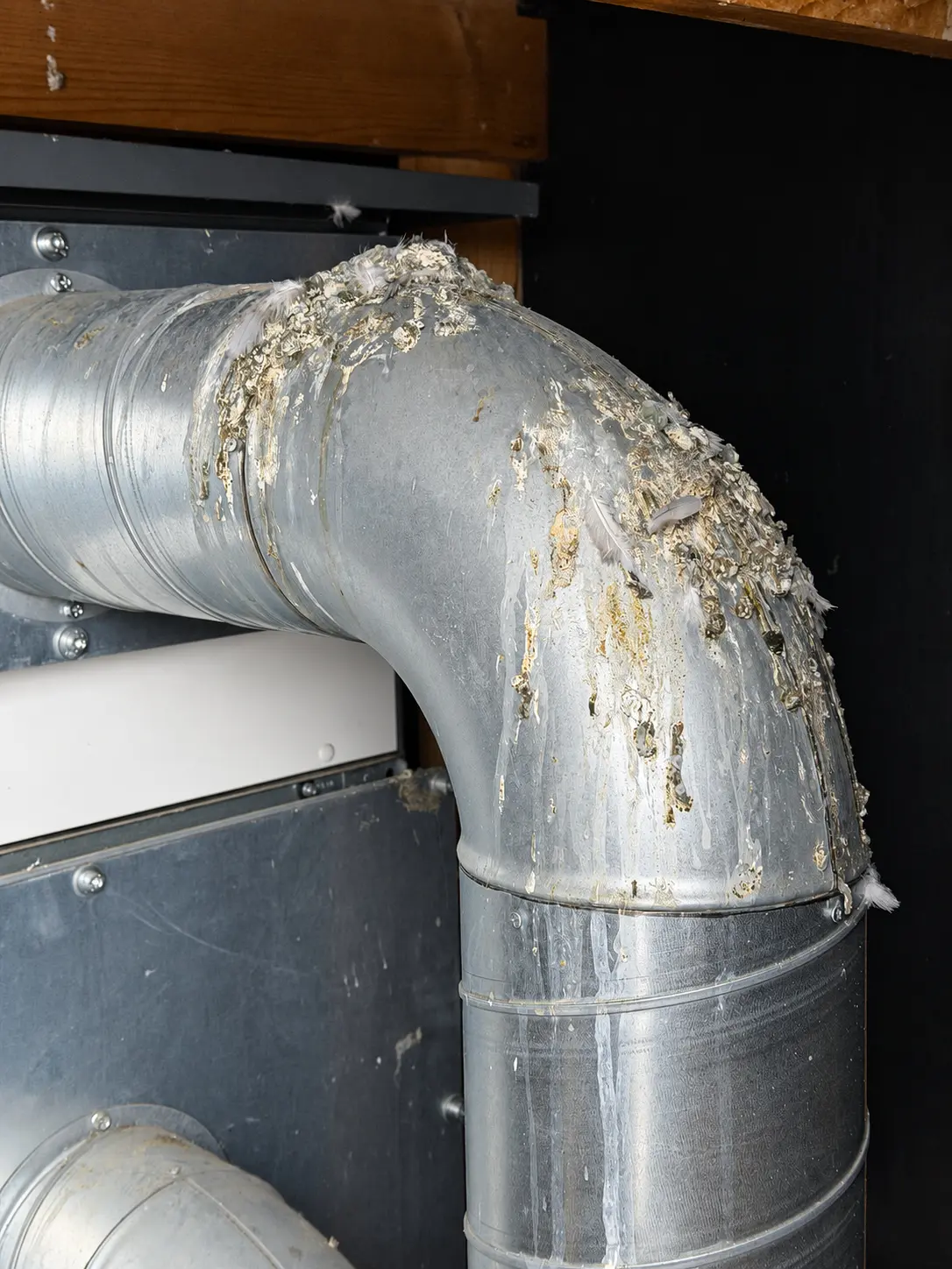 Vogelkot-Verunreinigung an einer technischen Lüftungsanlage